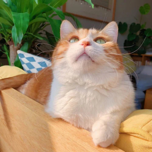 官方裸体插插插插插插
